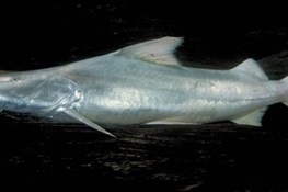 Scientists Confirm Dorado Catfish As All-Time Distance Champion of Freshwater Migrations 